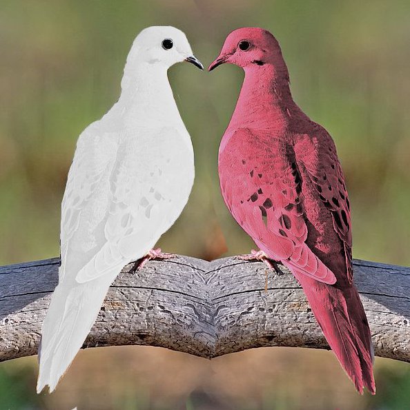 White and red doves